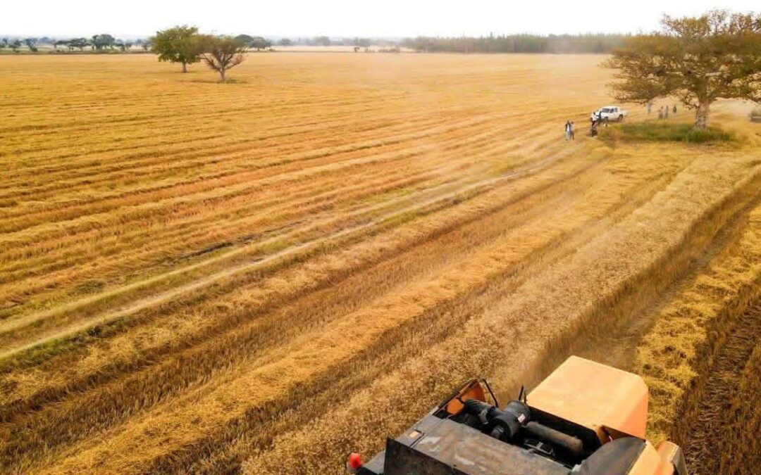 زراعة القمح في إثيوبيا…