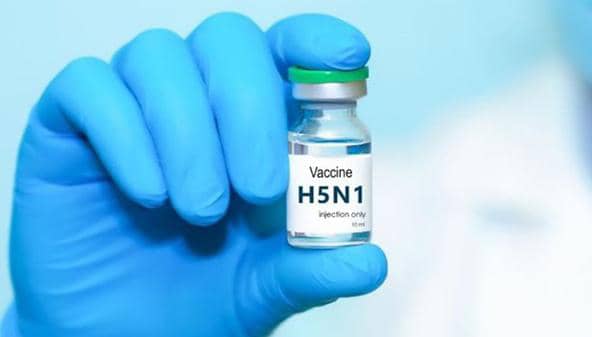 علماء هولنديون يطورون لقاحًا تجريبيًا يحمي من جميع سلالات إنفلونزا الطيور