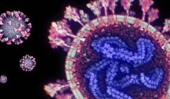 اكتشاف فيروس كورونا جديد في خفافيش البرازيل يثير مخاوف انتقاله للبشر