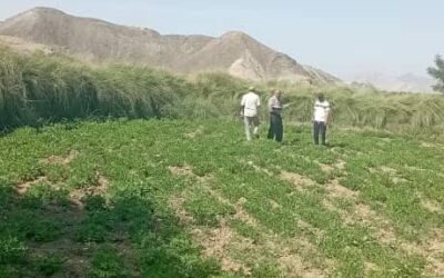فريق متخصص من محطة البحوث الزراعية بالكود ينفذ زيارة ميدانية الى عدد من الحقول الزراعية بمناطق دلتا أبين