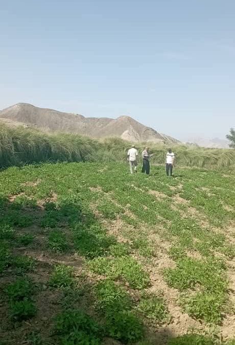 فريق متخصص من محطة البحوث الزراعية بالكود ينفذ زيارة ميدانية الى عدد من الحقول الزراعية بمناطق دلتا أبين