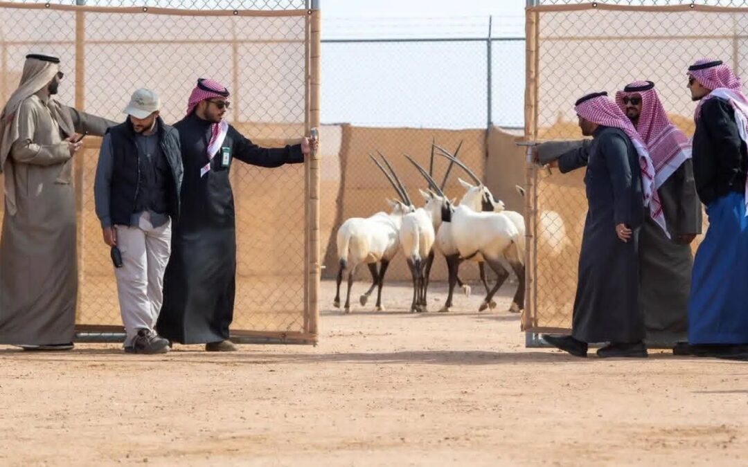 إطلاق 61 كائناً فطرياً في محمية الملك خالد الملكية في السعودية