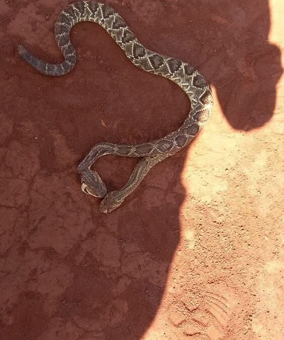 مواطن يعثر على افعى نادر برأسين شرق مدينة عزان بمديرية ميفعة ويعرضها للبيع ب250 ألف دولار.