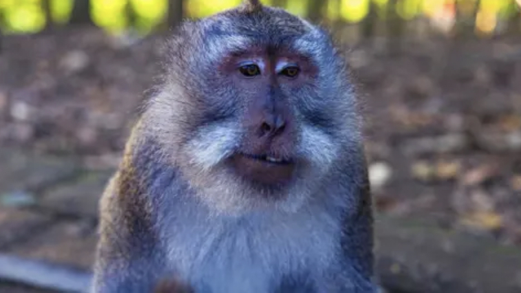 بهجوم وحشي.. قرد يقتل رجلا وسط منزله في تايلاند (صور)