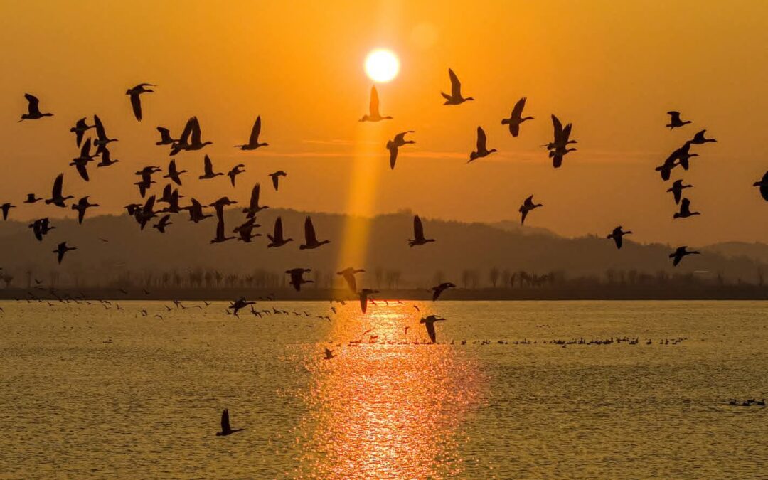 طيور مهاجرة ترسم سيمفونية غروب الشمس فوق مستنقعات بحيرة هوانغبي الصينية
