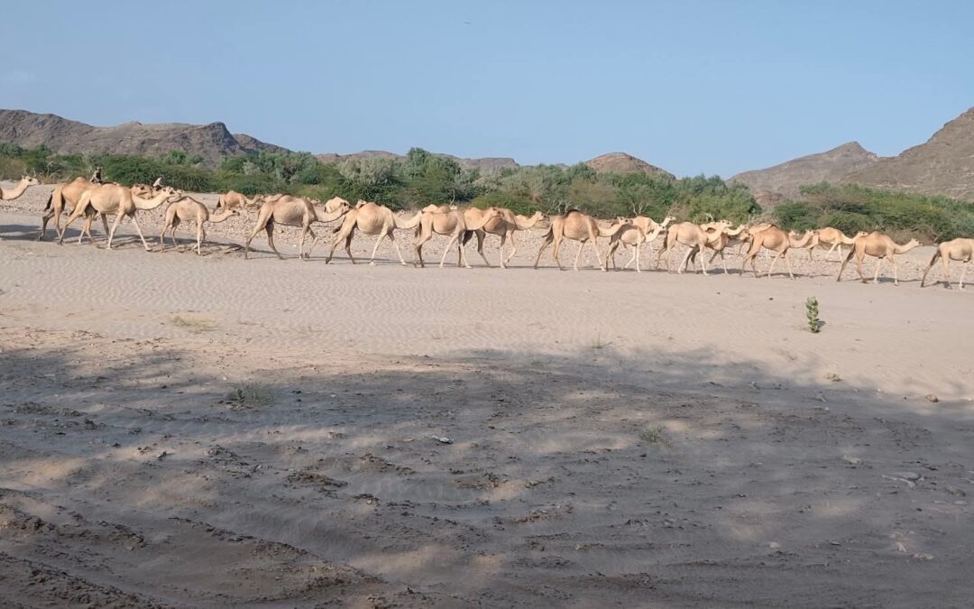 النوق والجمال في أبين ثروة حيوانية دون أضواء.