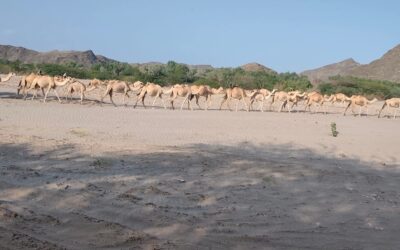 النوق والجمال في أبين ثروة حيوانية دون أضواء.