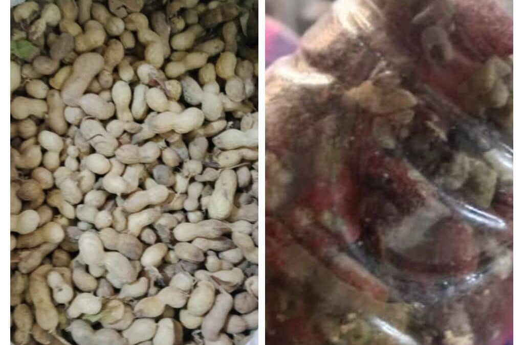 تدهور محصول الفول السوداني في دلتا أبين مؤشرات خطيرة على خلل إنتاجي وإصابات ممتدة من الحقل إلى المخزن