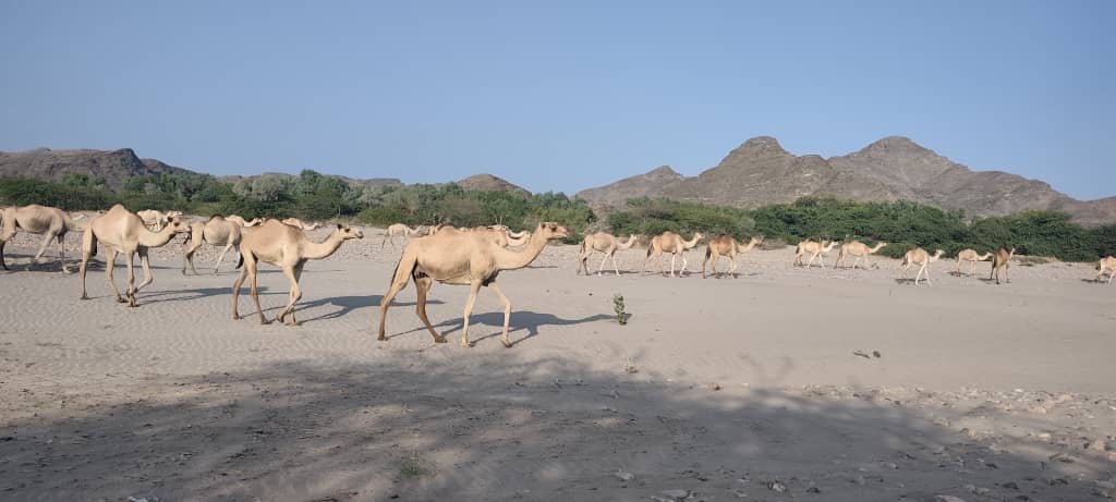 سفينة الصحراء في بطون دلتا أبين.. كيف تعيش الإبل في مسار “وادي بنا” الكبير؟