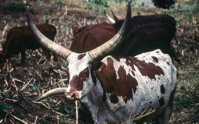 رواندا الدولة التي طحنتها الحروب والمجاعات تنهض بسياسة البقرة