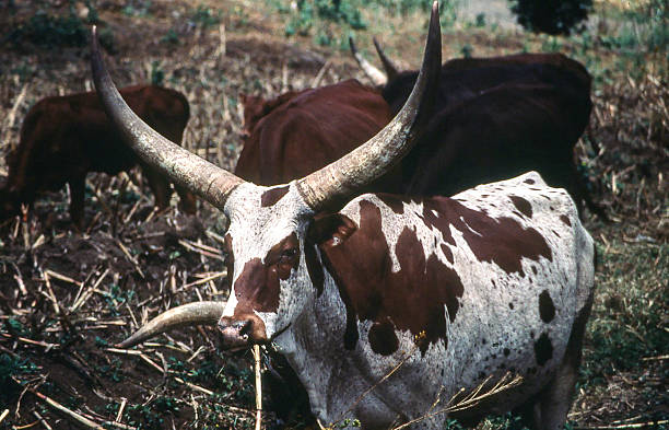 رواندا الدولة التي طحنتها الحروب والمجاعات تنهض بسياسة البقرة