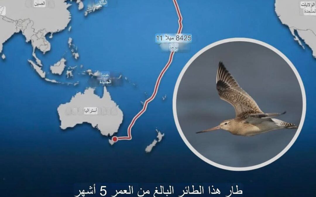 أطول رحلة طيران يقطعها طائر في التاريخ خلال أكثر من  11 يوما دون توقف