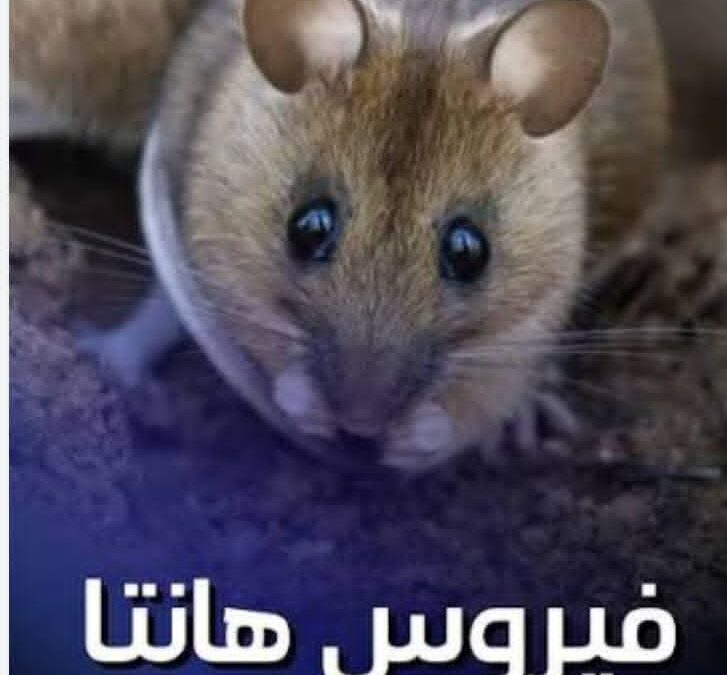 عودة ظهور فيروس هانتا – مايو 2026م