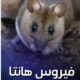 عودة ظهور فيروس هانتا – مايو 2026م