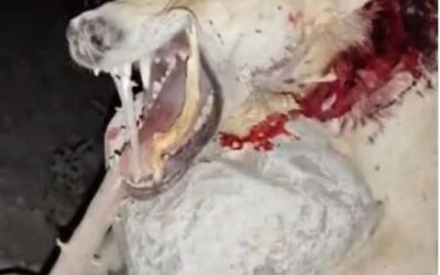 الأهالي يقضون على ذئب مفترس أصاب 10 مواطنين في “عسد الجبل” بحضرموت