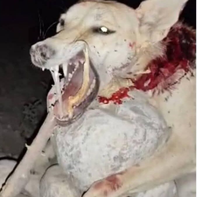الأهالي يقضون على ذئب مفترس أصاب 10 مواطنين في “عسد الجبل” بحضرموت