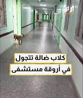 قناة بلقيس الإخوانية تبث فيديو لكلاب ضالة في أروقة مستشفى الرازي ومكتب الإعلام يرد ويتوعد بإجراءات قانونية