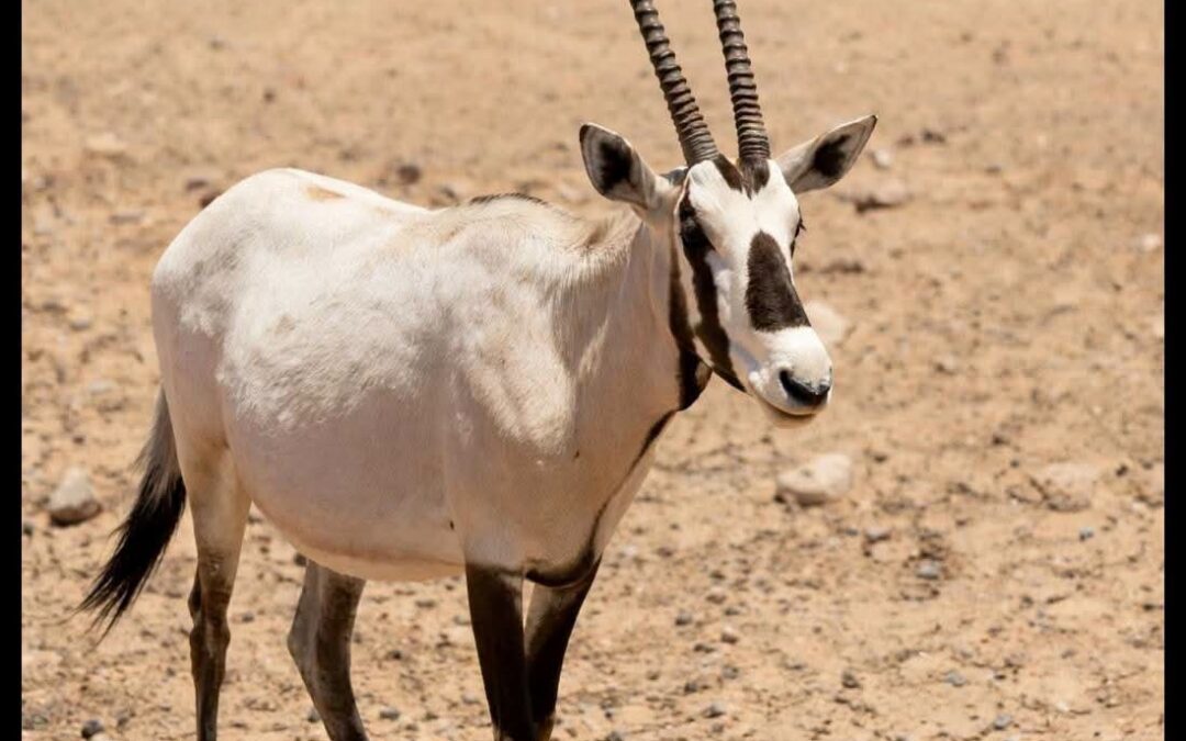 كاتب غربي يؤرخ للحياة البرية في عدن ومحيطها