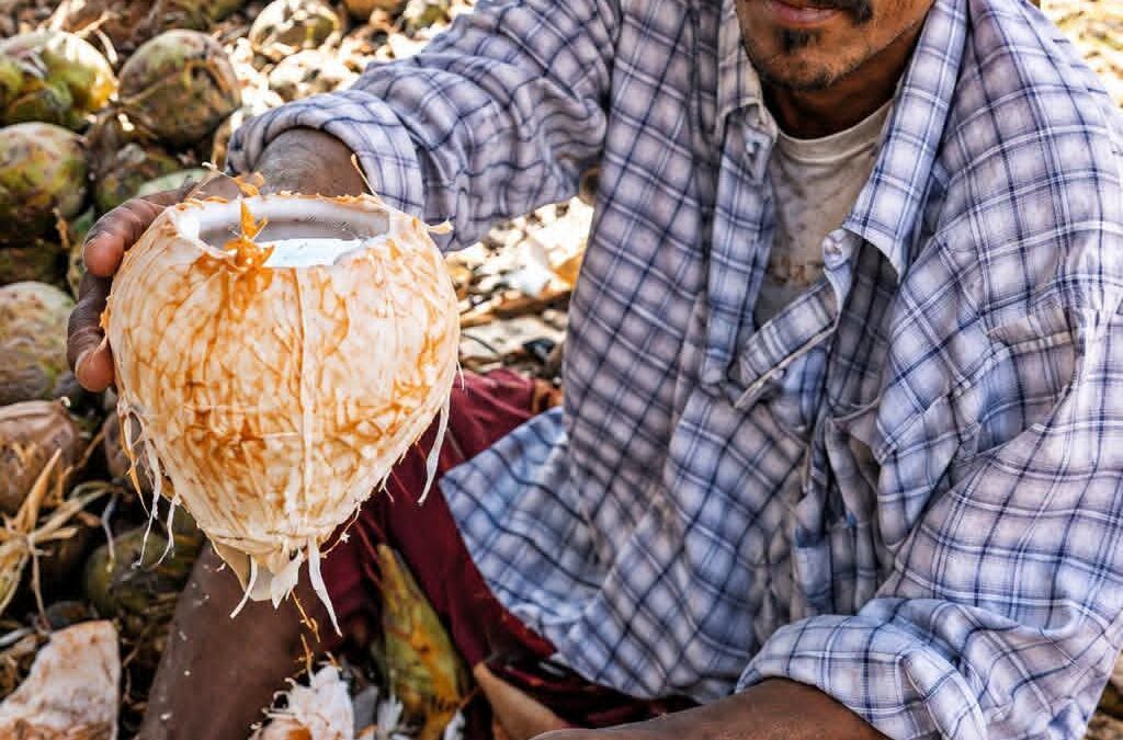 جوز الهند في حضرموت… حلاوةٌ من أرضنا، وفكرةٌ تستحق أن تنمو